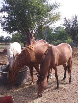 White Sand Mustangs (ISPMB rescues). Gorgeous, Intelligent, young and curious about everything. www.guardianoak.org