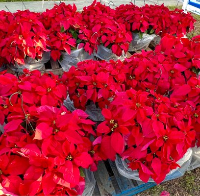 Ohhh my goodness...look at all those cheerful red poinsettias! Thank you Alice for helping me pick the 2 fullest for the porch.