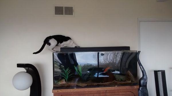 Petey kitty - a client's cat, loved to drink water out of the aquarium!  He never bothered the fish though!