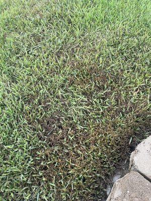 They burnt my Saint Augustine grass