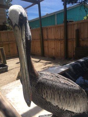 Pelican