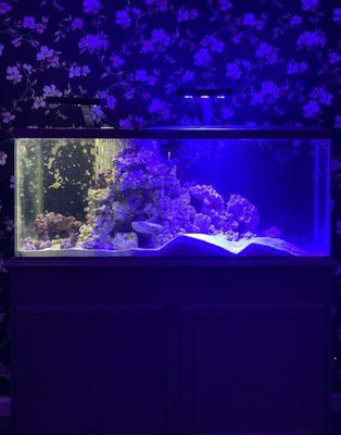 My 55 gal tank they set up