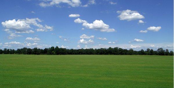 Bermuda Field