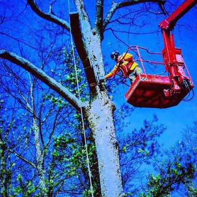 Our spec-ops teams revolutionizing an outdated tree industry!  #jointherevolution #parshalltreecare #treeexperts #puremichiga...