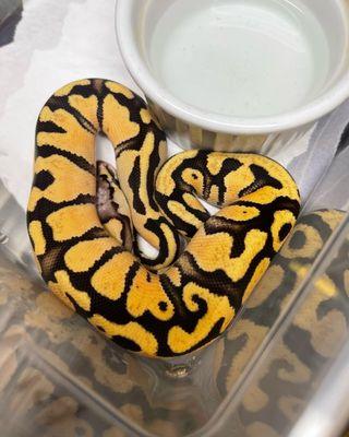 Various het Clown Ball Python's