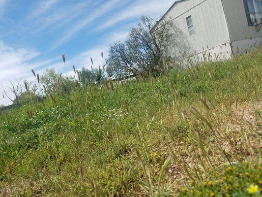 This is what yard work included looks like along with our windows that have been busted out by hail for over 2 months now!