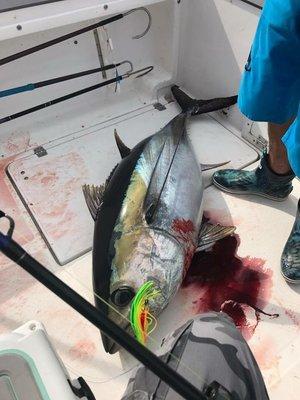 100lb bigeye tuna