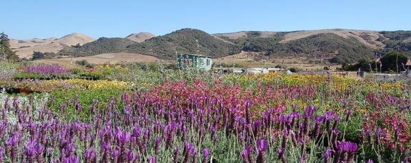 Wholesale growers in the Los Osos valley since 1987.