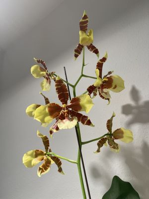 White Plains Orchids