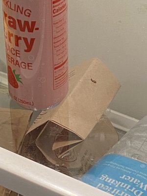 A baby roach taking a nap in the fridge.