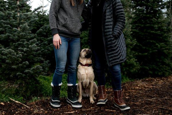 best seattle holiday mini session photographer - anna nodolf at Pfaff's tree farm