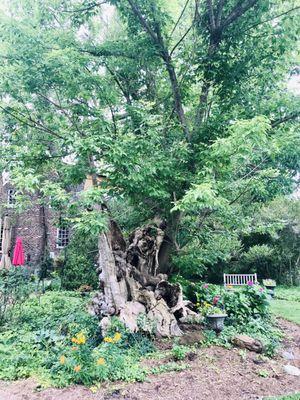 450 year old basswood tree!