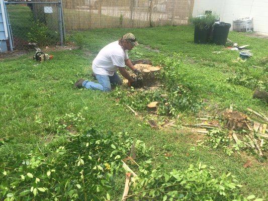 Getting rid of a stump.