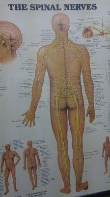 Our spinal column affects every area of our body.