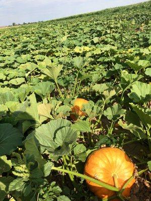 A shot of the rapidly growing pumpkins in our Twin Falls Corn Maze/Sprouts pumpkin patch!