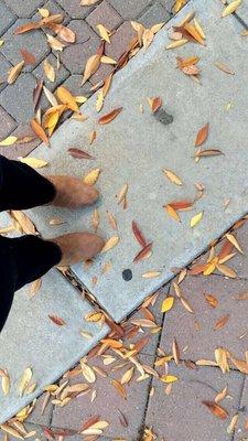 Fall leaves at my feet at Weber point.