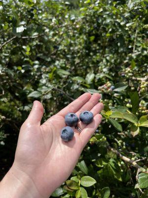 Hall's Hill Blueberry Farm