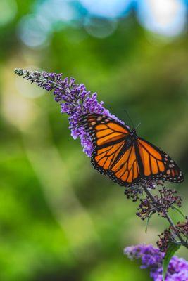 Once a caterpillar turned into a Monarch Butterfly and we helped survive and set free