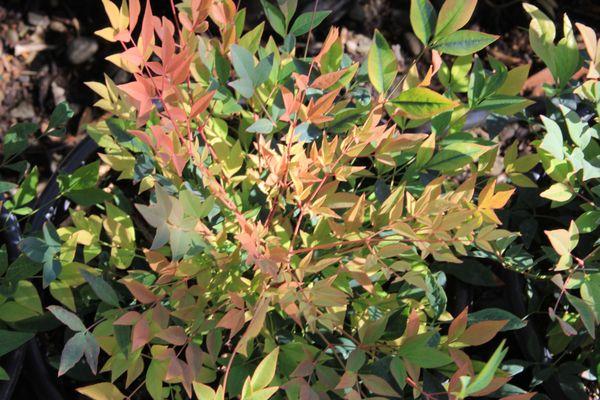 Nandina domestica  Gulf Stream'