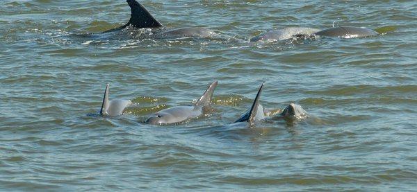 Dolphins Mating Kayakrunner.com