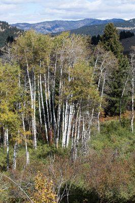 Overlooking aspens with mountains in background at Infinity Cemetery