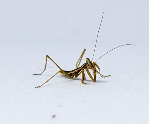 Baby Giant Chinese Praying Mantis