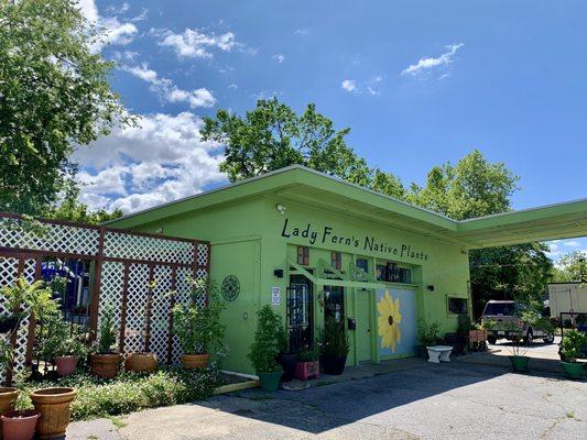 Lady Fern’s Native Plants