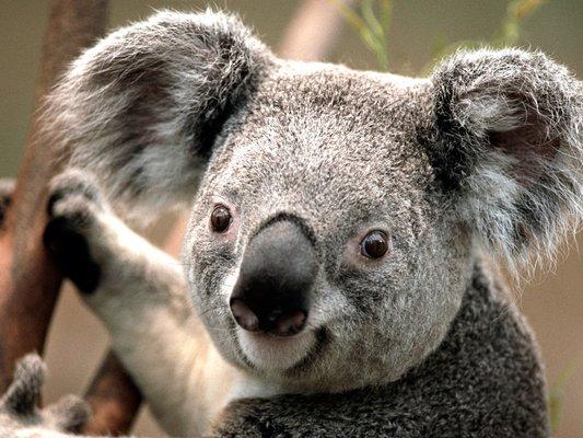 ONE HAPPY KOALA!!!