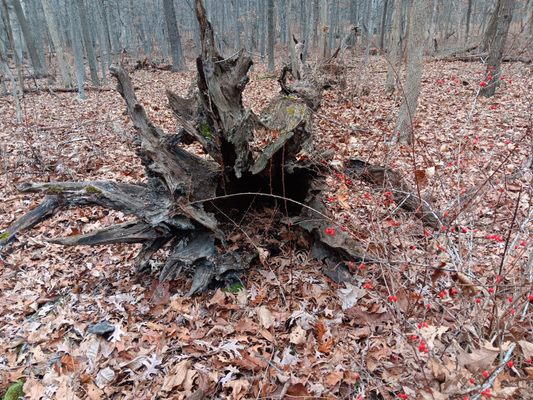 Thorn Creek Nature Center