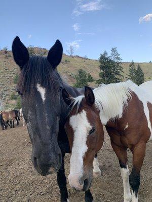 Horses from the ranch.