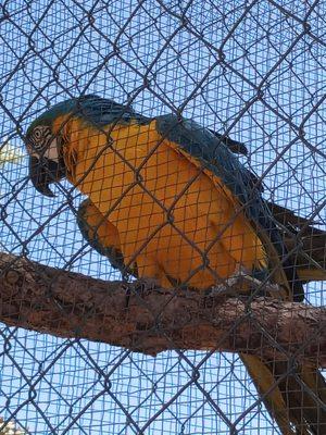 The macaw that waves with his foot when he sees you wave at him