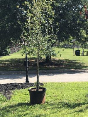 Live Oak purchase June 3, 2023 At Carolina Farm Fresh in Anderson South Carolina