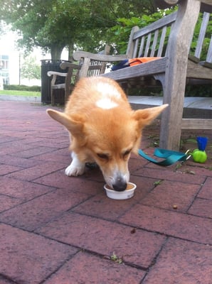 SB enjoying a Doggy Italian Ice from City Tails. What a treat in mid July!