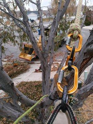 Tree Trimming