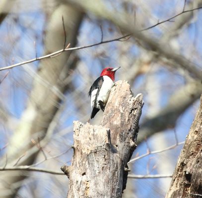 One of several Red-Headed Woodpeckers sighted (09 Feb 2024)