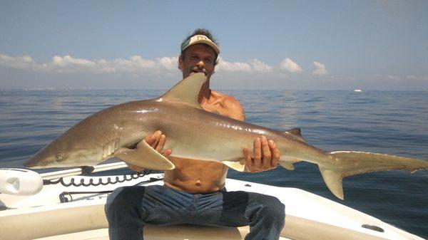 Blacktip Shark season