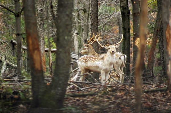 Fallow bucks