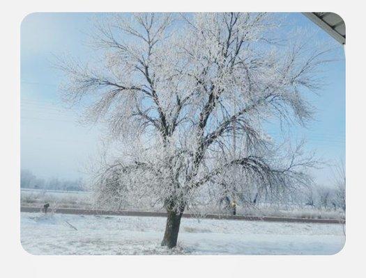 Winter Front Window Pic