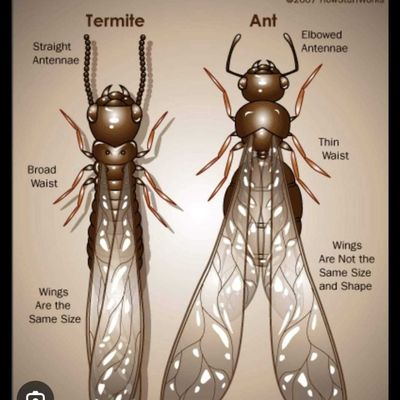 Termite vs Ant