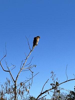 Red tail hawk watching for food.