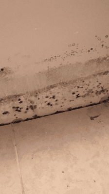 Mold in kitchen