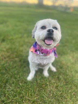 Shih-poo cut and bath