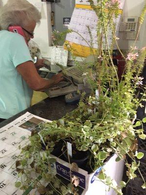 Clearance plants for my window box