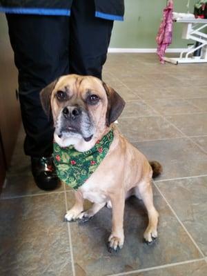 Heres a photo of Bo all done at Around Town Grooming at Christmas!