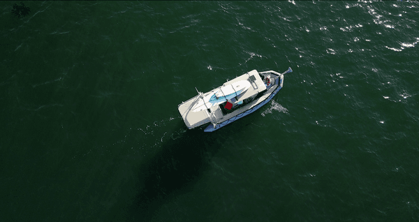 Visit Kelp forests