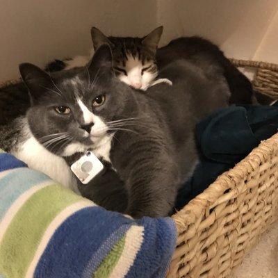 Thomas evacuees: Chai & Cisco (Jan 19, 2018) I think they're happy here!