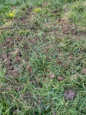 Picturing the clods of mud on the lawn.