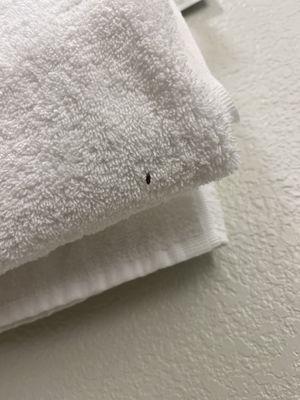 Insects on the towels.