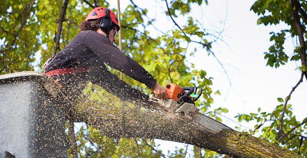 Control Tree Service