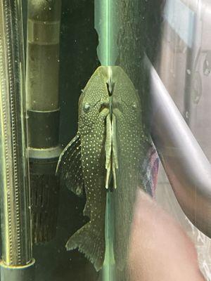 Green phantom pleco in front display tank.